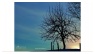 Baum am Morgen
