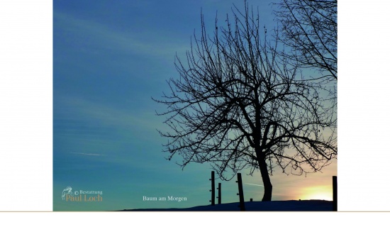 Baum am Morgen  