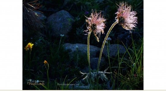 Pusteblumenpaar rot   <small>(Pusteblume)</small>