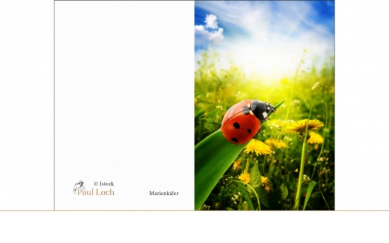 Marienkäfer   <small>(Marienkäfer)</small>